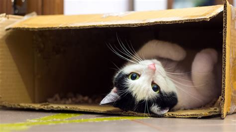 Can Freezer Paper Go in the Oven? And Why Do Cats Love Cardboard Boxes So Much?